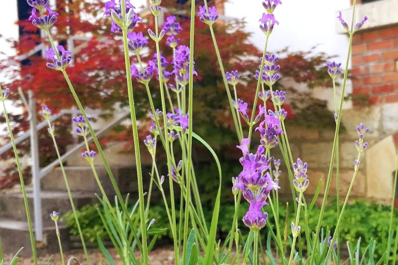 Charmante Maison Bourguignonne Avec Grand Jardin Et Parking Montbard Eksteriør bilde